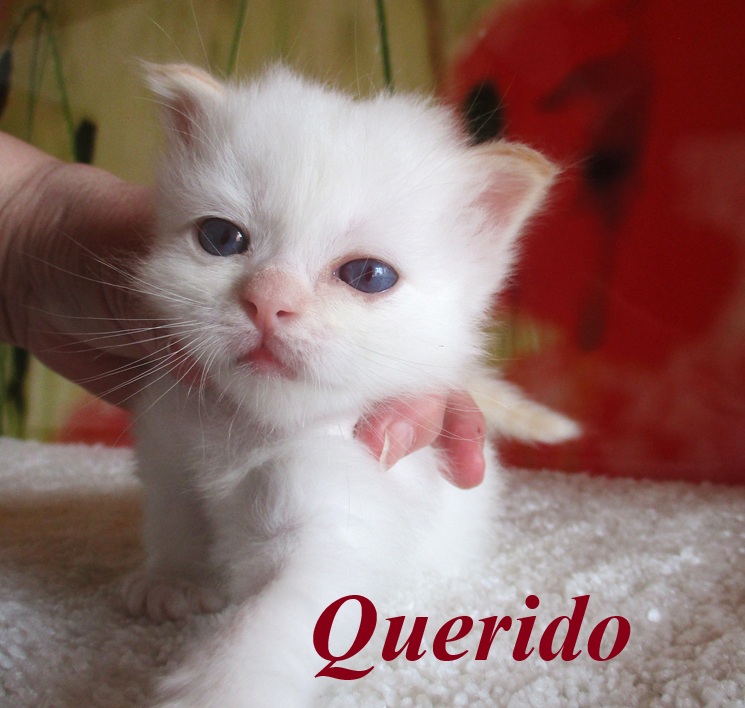 Querido – Birma (Heilige Birma) Kitten, Red Point – Foto 2