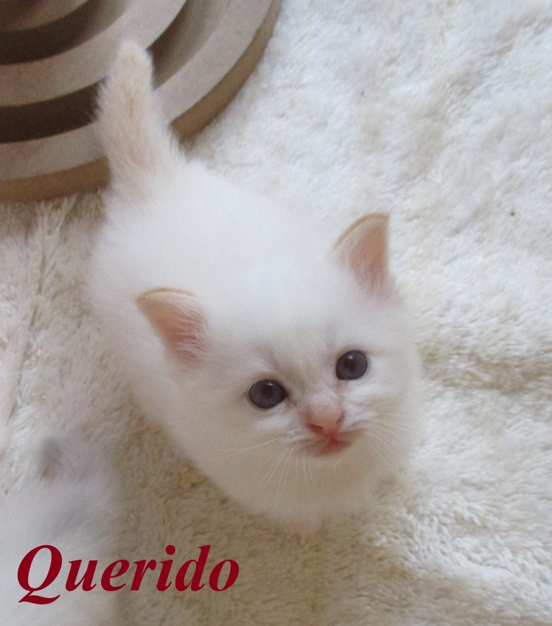 Querido