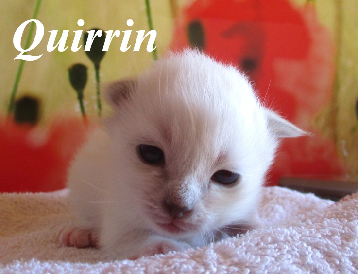 Quirrin – Birma (Heilige Birma) Kitten, Blue Point – Foto 3