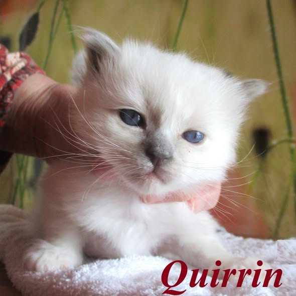 Quirrin – Birma (Heilige Birma) Kitten, Blue Point – Foto 2