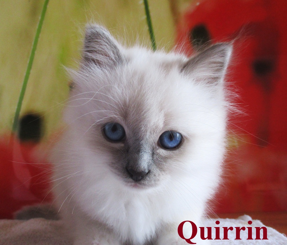 Quirrin