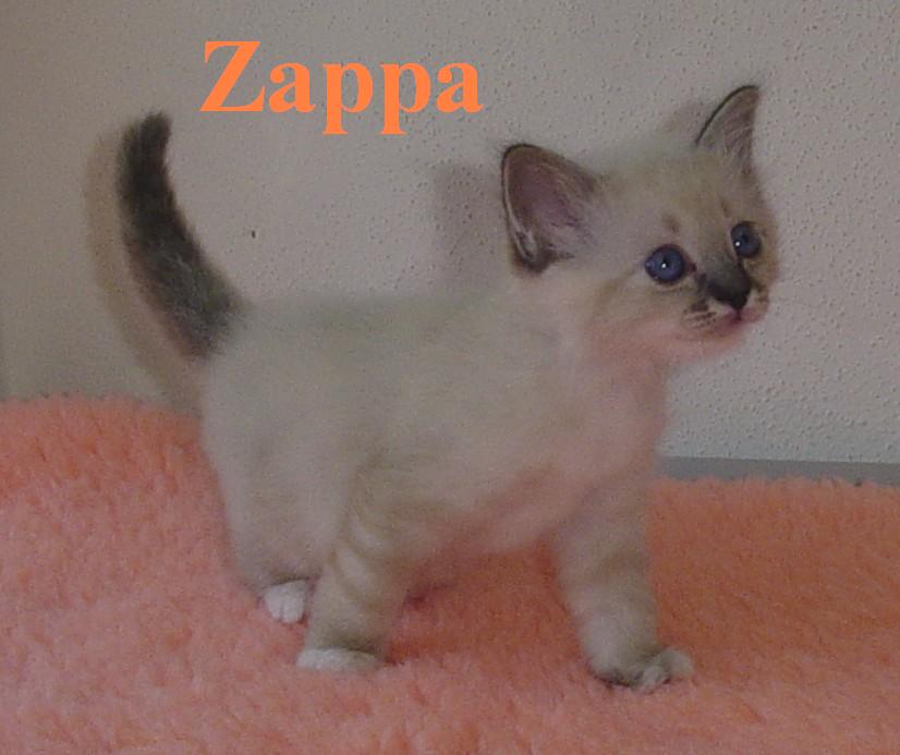 Zappa – Birma (Heilige Birma) Kitten – Foto 3