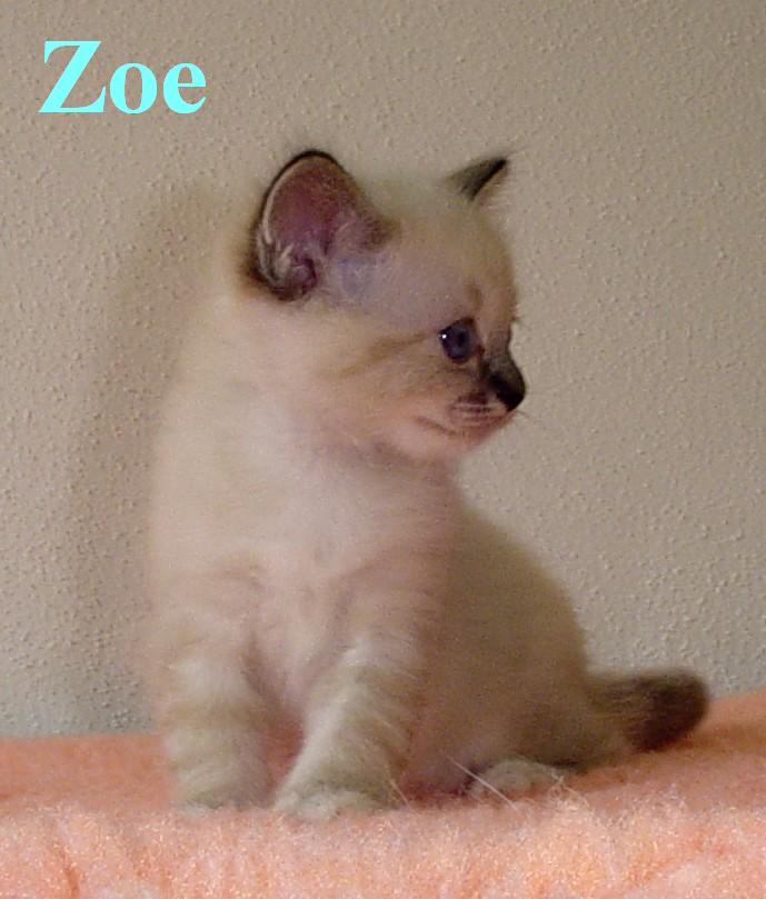 Zoe – Birma (Heilige Birma) Kitten – Foto 4