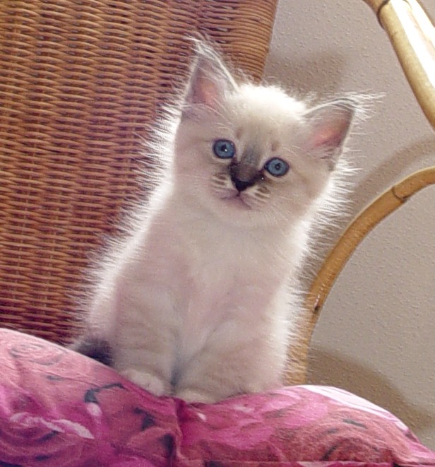 Zorro the cosy One – Birman (Sacred Cat of Burma) kitten – photo 4