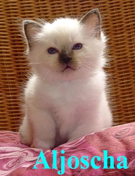 Aljoscha – Birma (Heilige Birma) Kitten – Foto 2