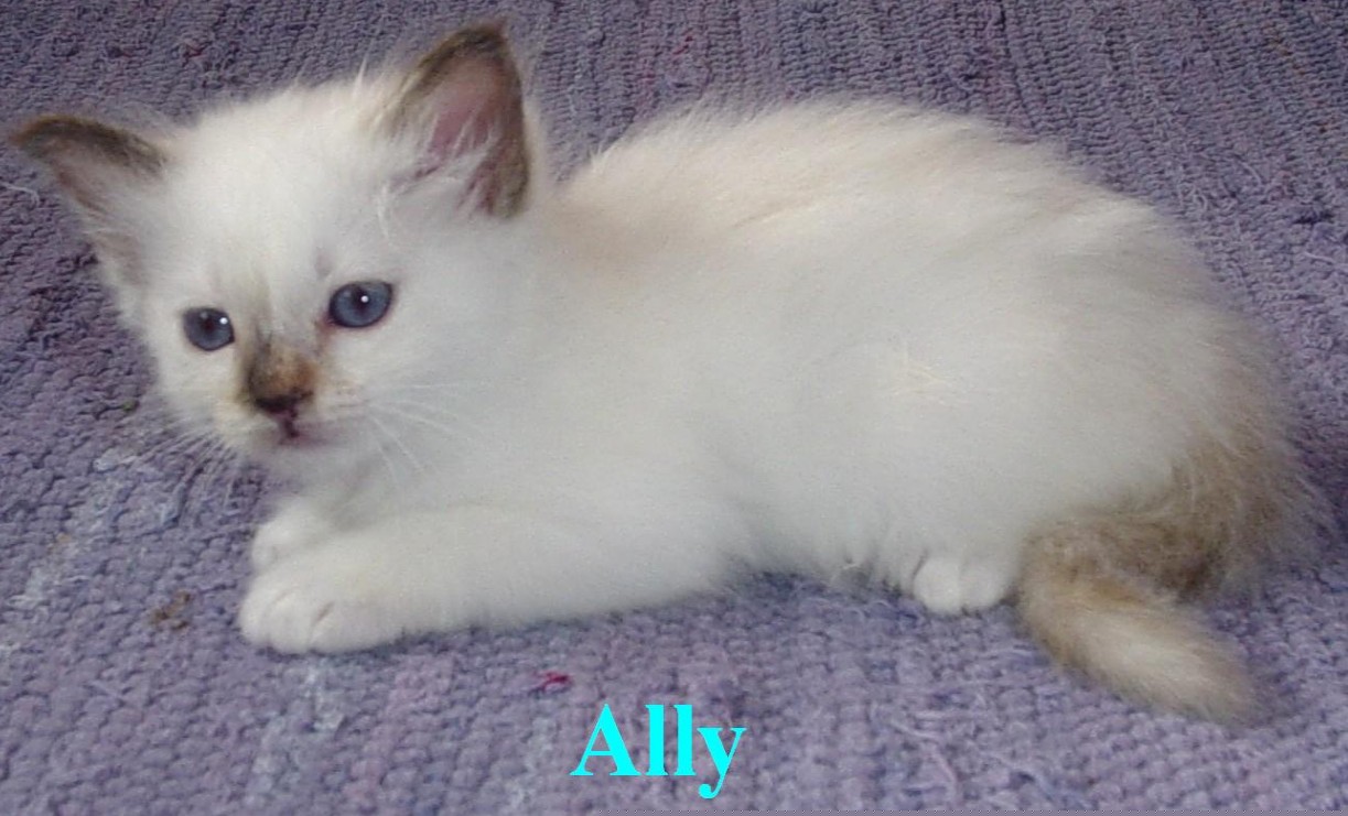 Ally – Chaton Sacré de Birmanie – Photo 2