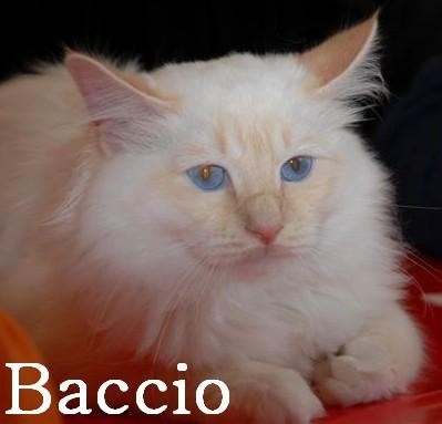 F* Baccio des Iles Borromees – Heilige Birma, Cream Point – Foto 7