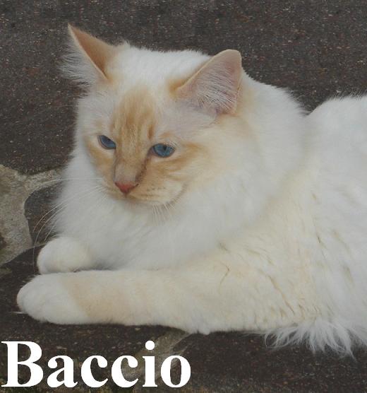 F* Baccio des Iles Borromees – Heilige Birma, Cream Point – Foto 6