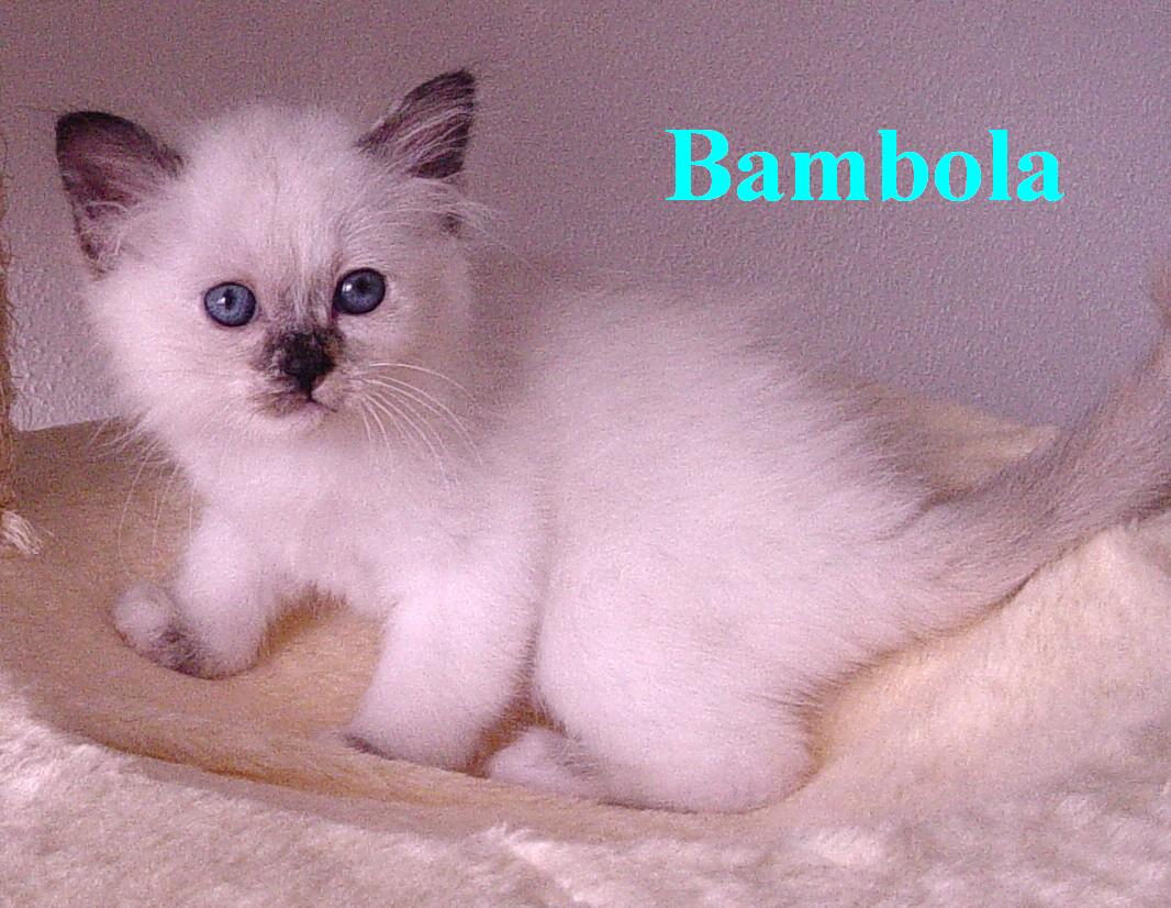Bambola – Birma (Heilige Birma) Kitten – Foto 3