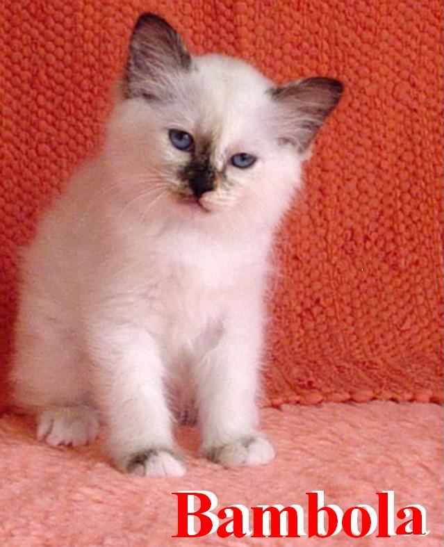 Bambola – Birma (Heilige Birma) Kitten – Foto 2