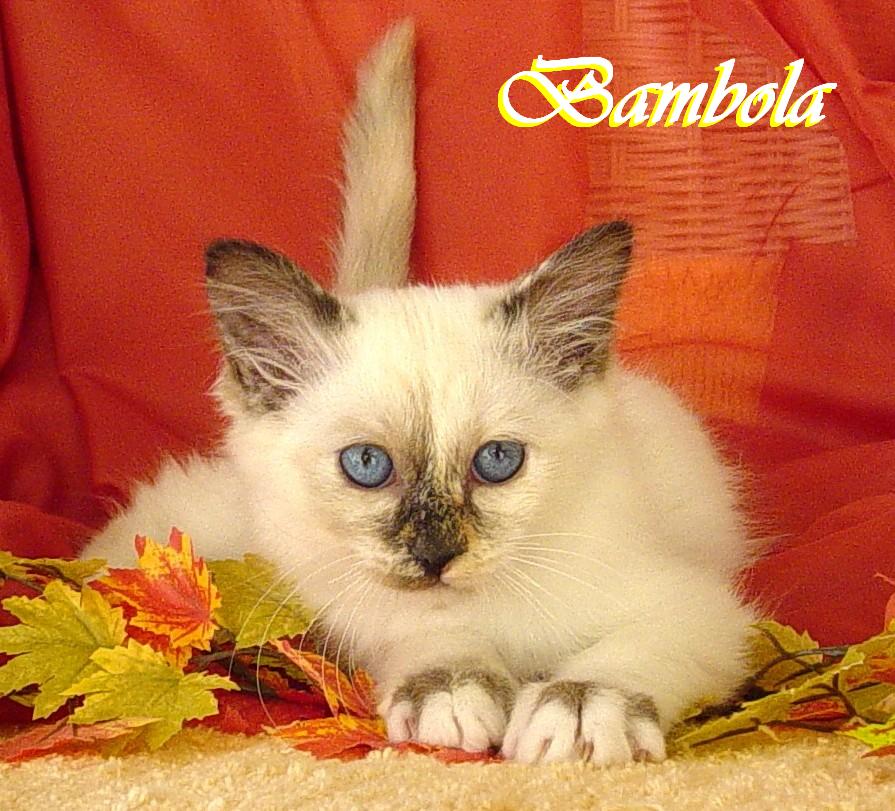 Bambola