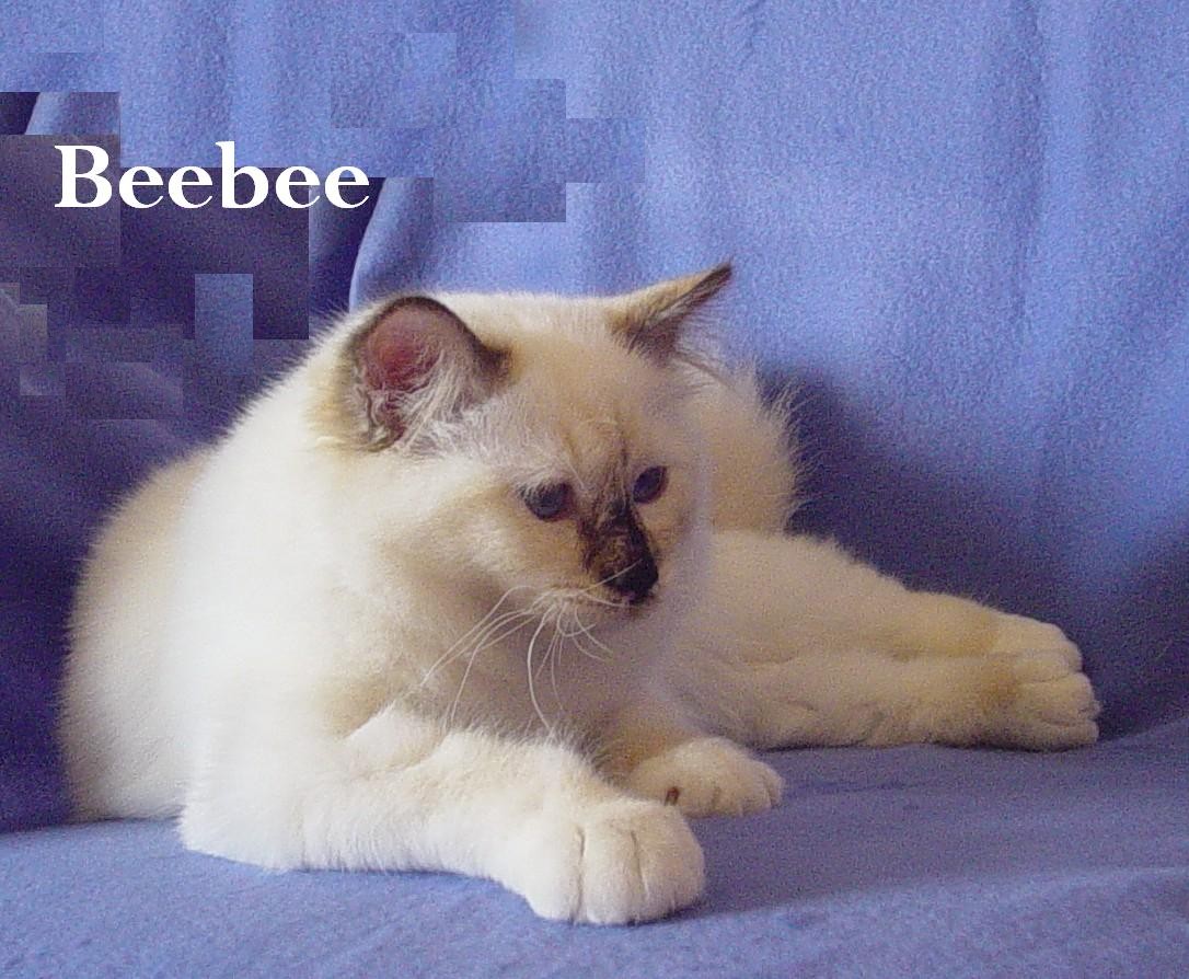 Beebee the cosy One – Heilige Birma, Chocolate Tortie Point – Foto 6