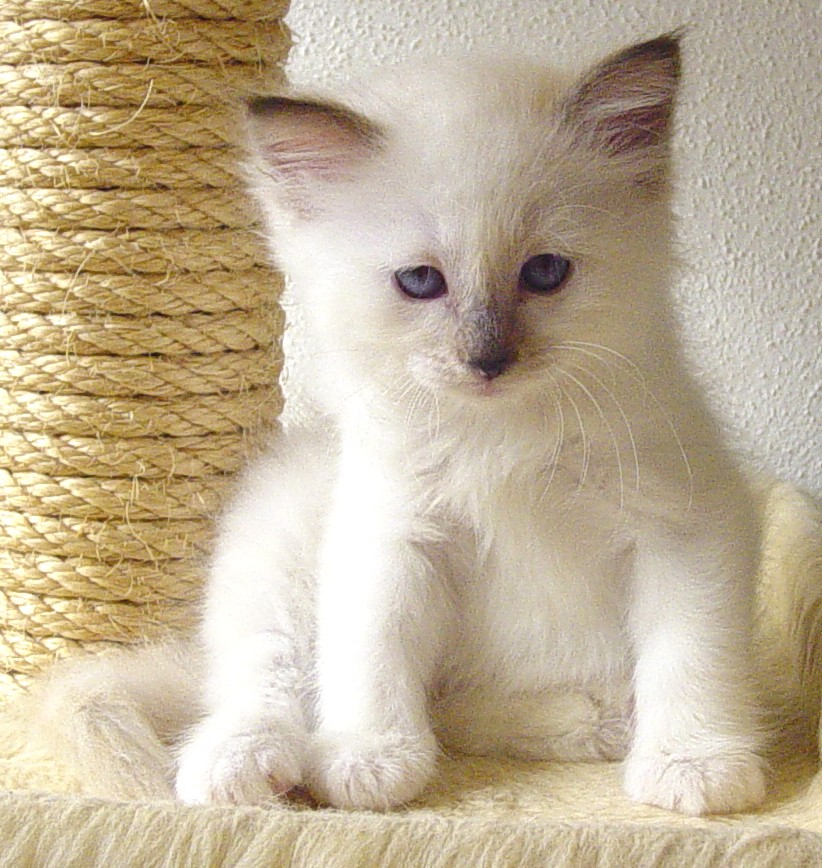 Beebee the cosy One – Heilige Birma, Chocolate Tortie Point – Foto 10