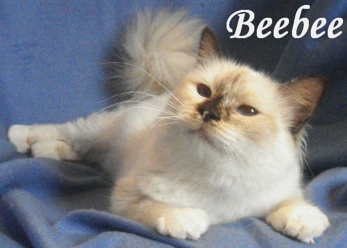 Beebee the cosy One – Heilige Birma, Chocolate Tortie Point – Foto 5