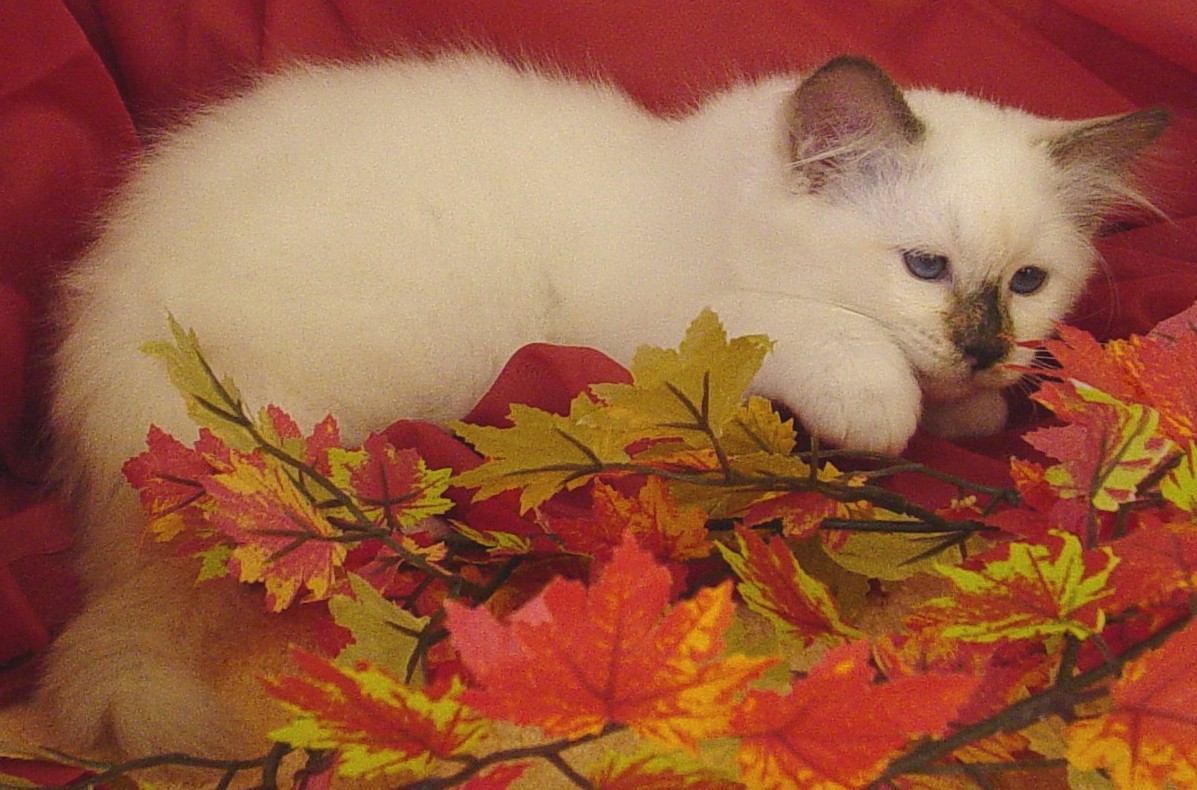 Beebee the cosy One – Heilige Birma, Chocolate Tortie Point – Foto 8