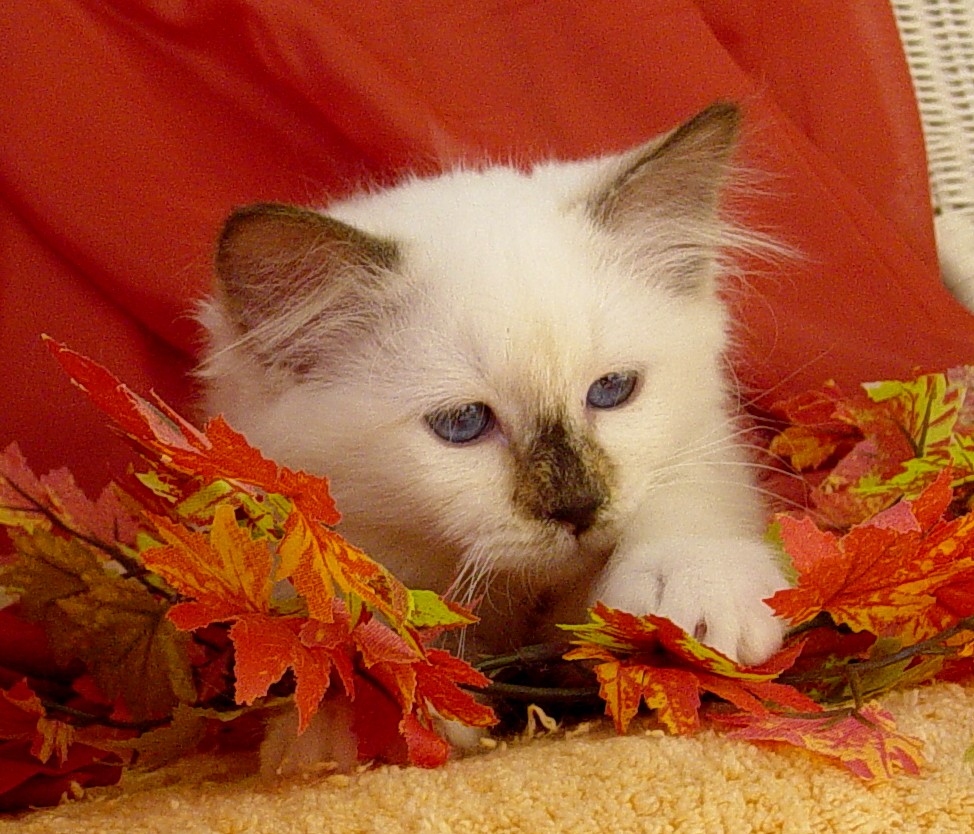 Beebee the cosy One – Birman (Sacred Cat of Burma) kitten – Photo 2