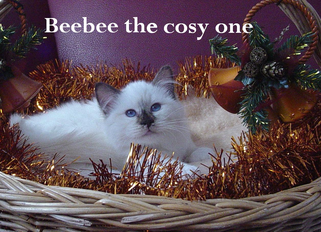 Beebee the cosy One – Heilige Birma, Chocolate Tortie Point – Foto 7