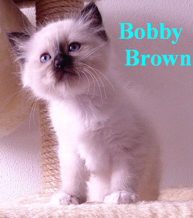 Bobby Brown – Birman (Sacred Birman) kitten – Photo 3