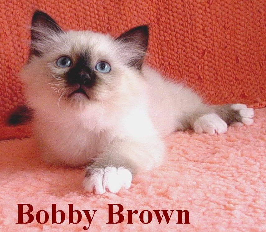 Bobby Brown – Birman (Sacred Birman) kitten – Photo 2