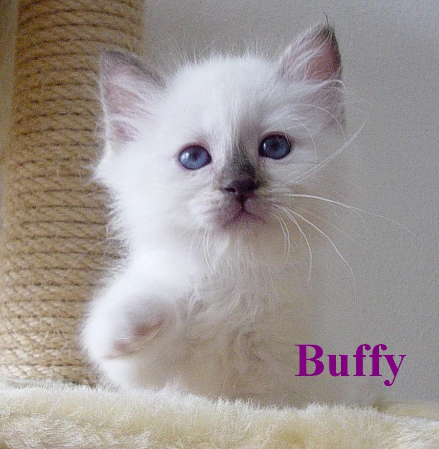 Buffy – chaton Birman (Sacré de Birmanie) – Photo 3