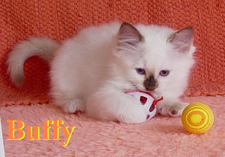 Buffy – chaton Birman (Sacré de Birmanie) – Photo 2
