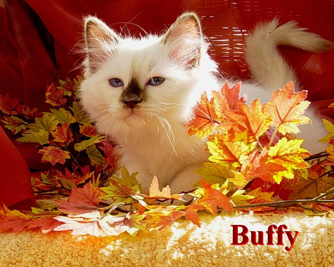 Buffy – chaton Birman (Sacré de Birmanie)