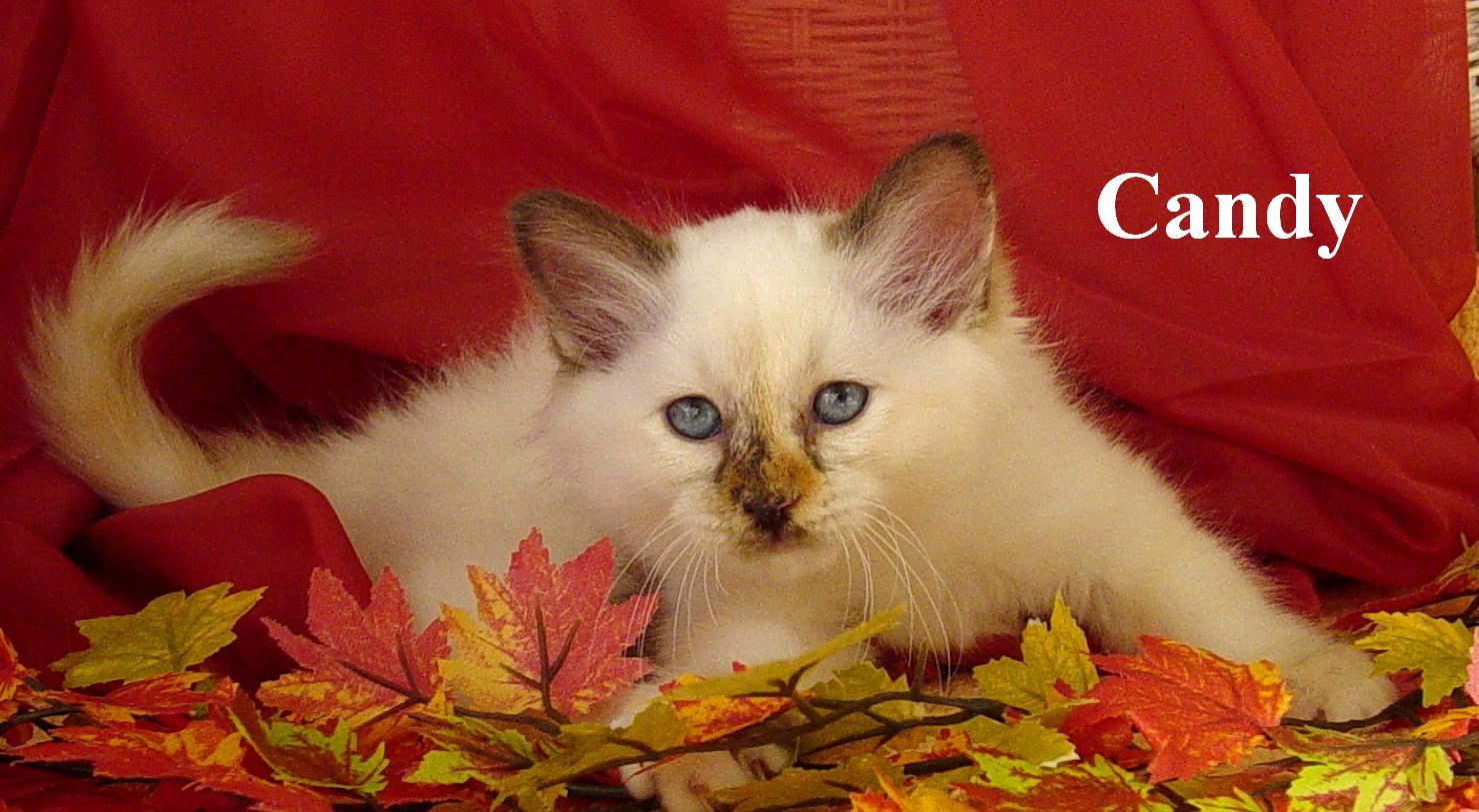 Candy – Birman (Sacred Cat of Burma) kitten – photo 3
