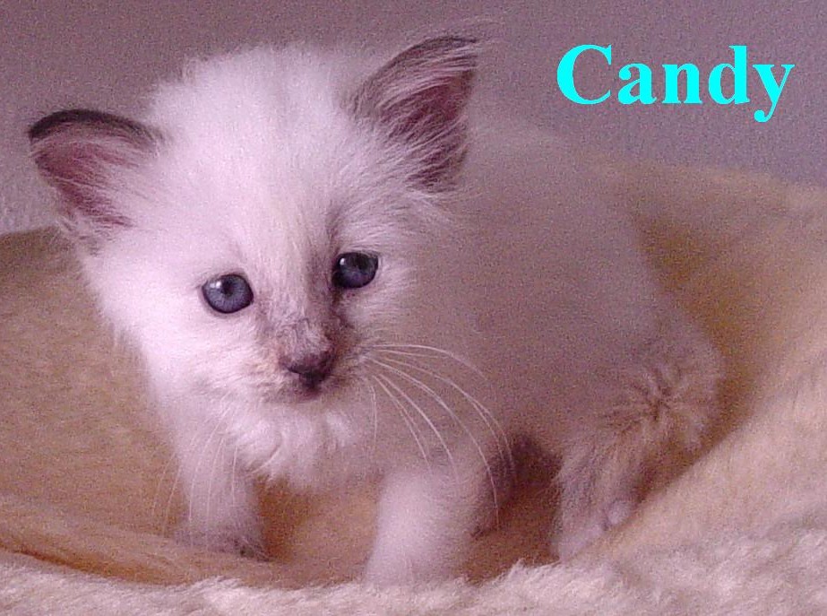 Candy – Birman (Sacred Cat of Burma) kitten – photo 5