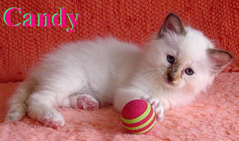 Candy – Birman (Sacred Cat of Burma) kitten – photo 4