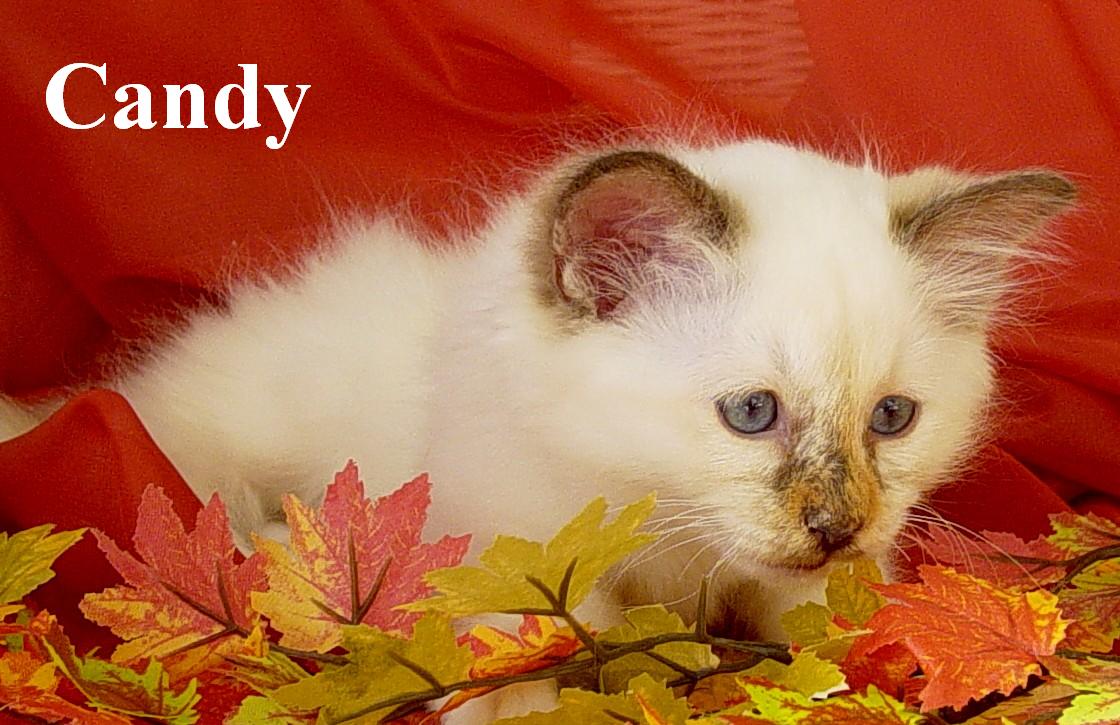 Candy – Birman (Sacred Cat of Burma) kitten – photo 2