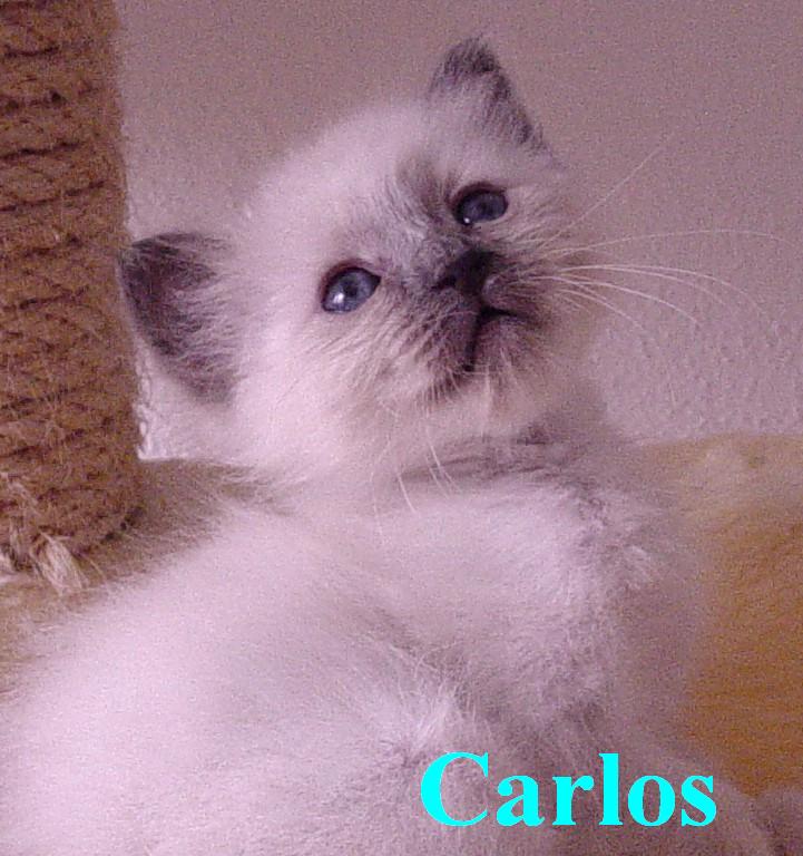 Carlos – Birma (Heilige Birma) Kitten – Foto 3