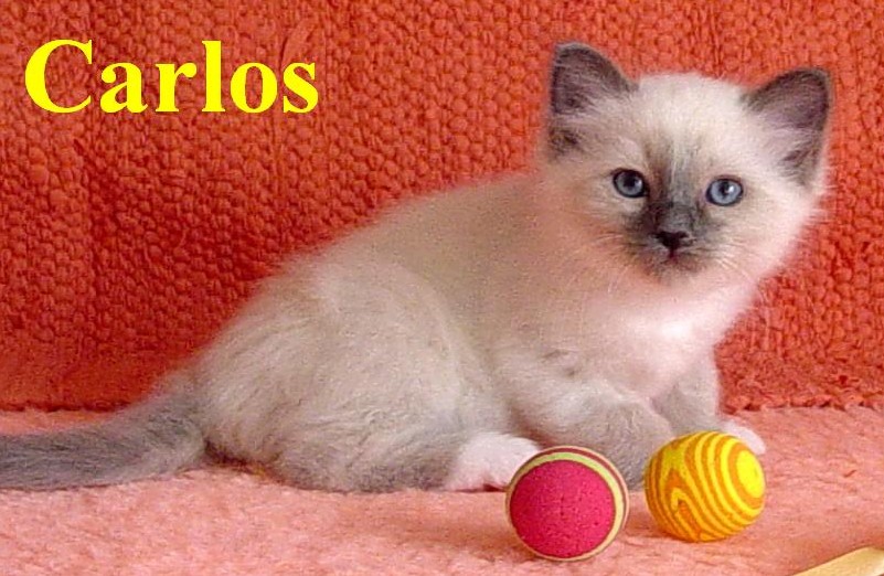 Carlos – Birma (Heilige Birma) Kitten – Foto 2