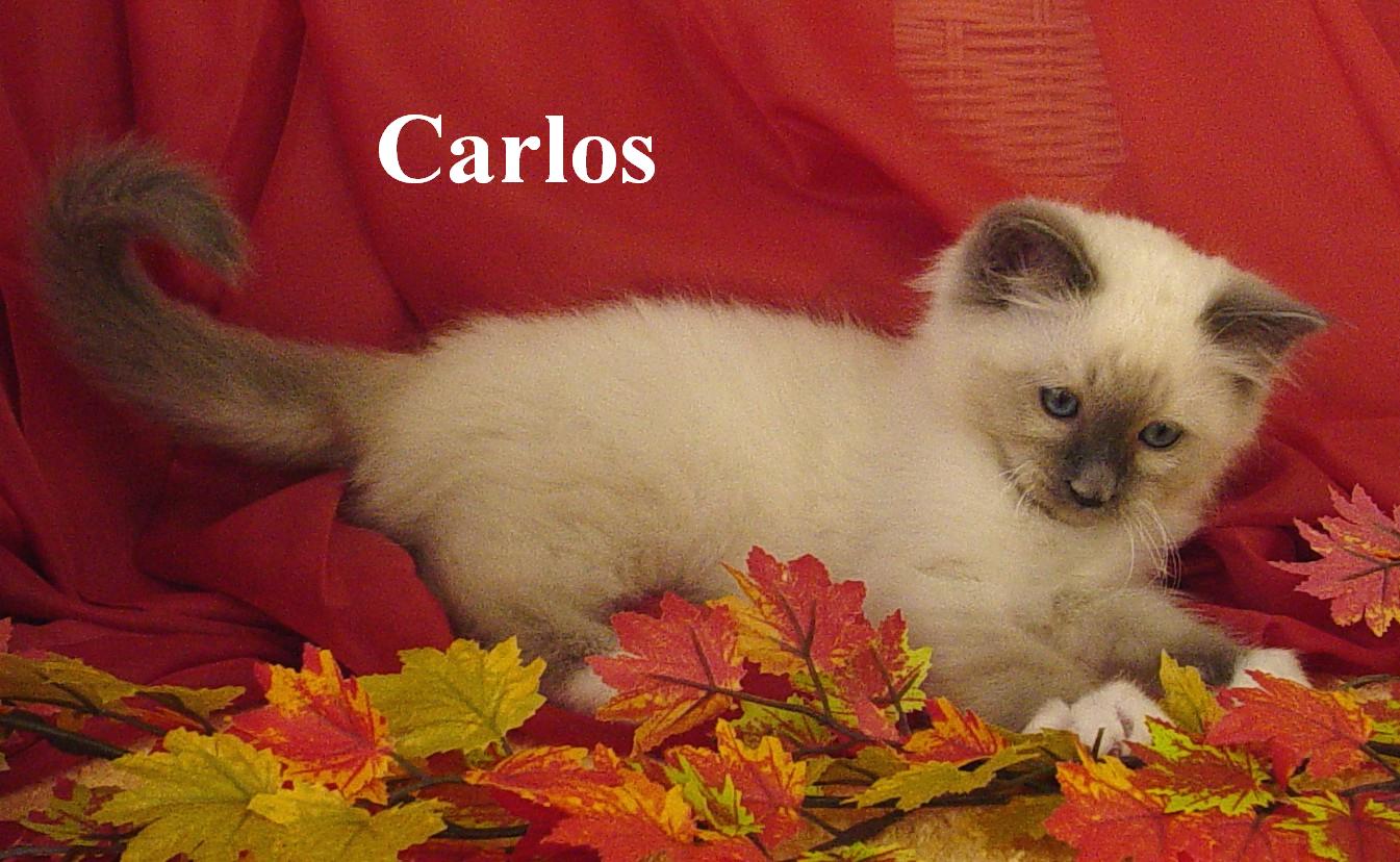 Carlos – Birma (Heilige Birma) Kitten