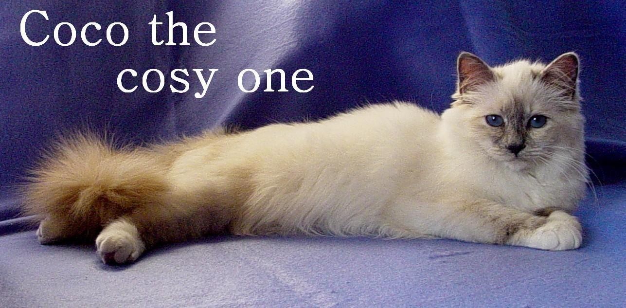 Coco the cosy One – Sacré de Birmanie, Blue Tortie Point – Photo 5