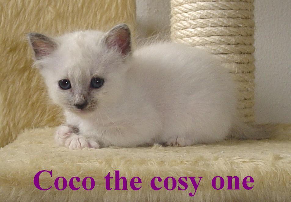 Coco the cosy One – Birma (Heilige Birma) Kitten – Foto 5