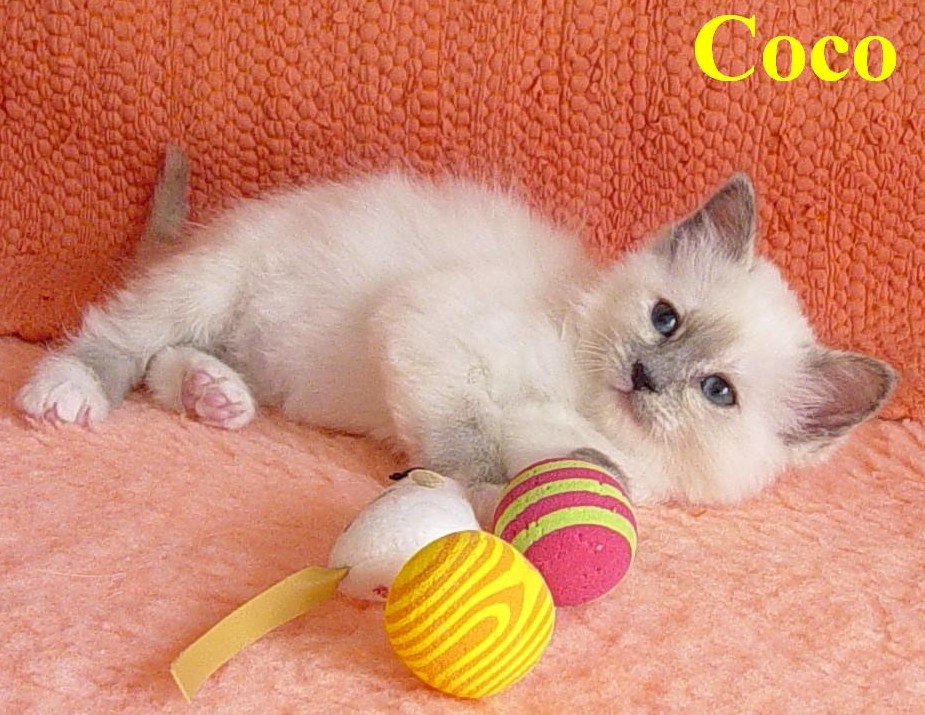 Coco the cosy One – Birma (Heilige Birma) Kitten – Foto 4