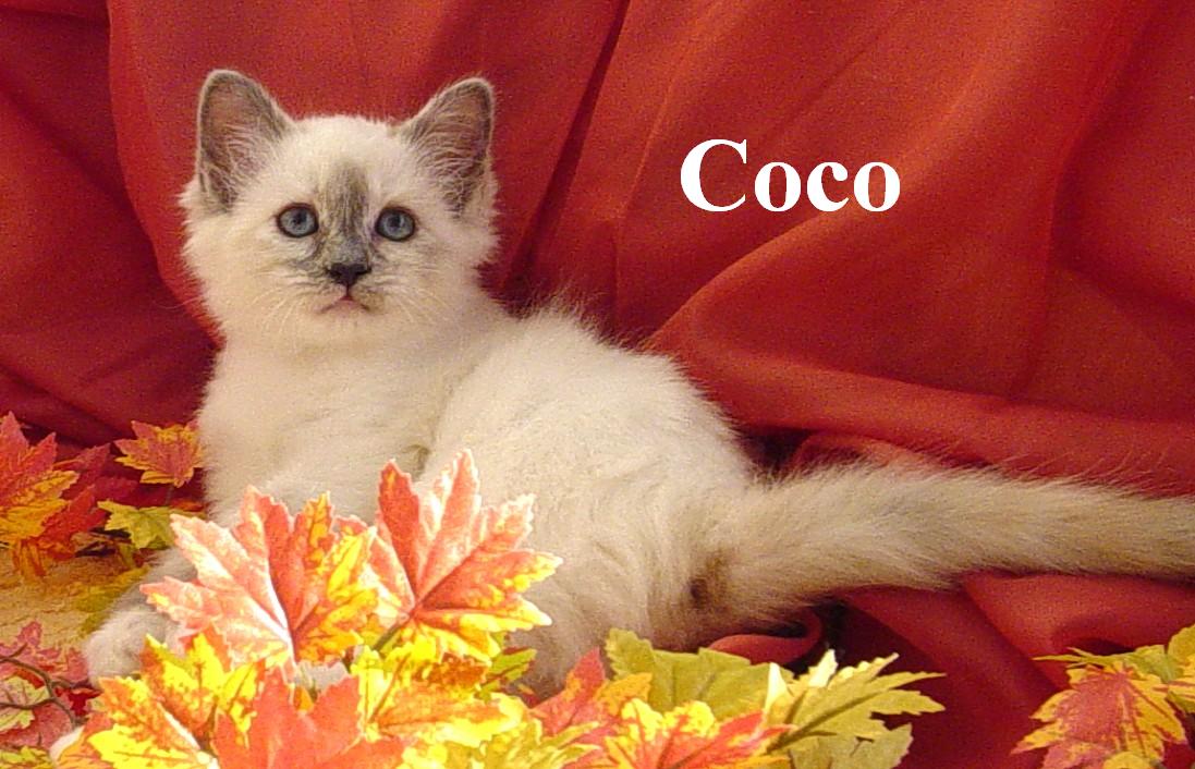 Coco the cosy One – Birma (Heilige Birma) Kitten – Foto 3