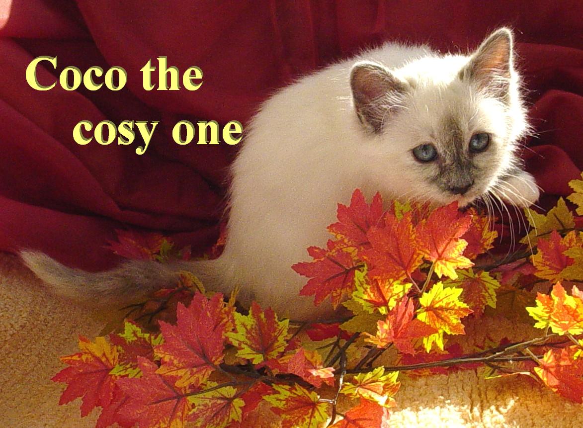 Coco the cosy One – Birma (Heilige Birma) Kitten – Foto 2
