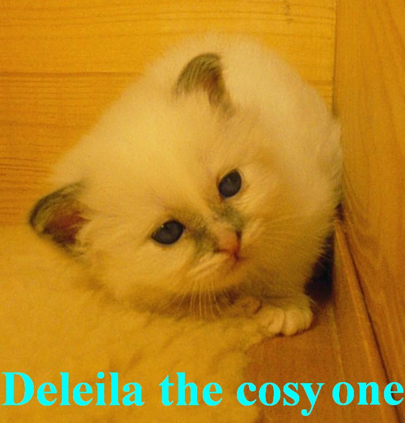 Deleila – Birma (Heilige Birma) Kitten – Foto 3