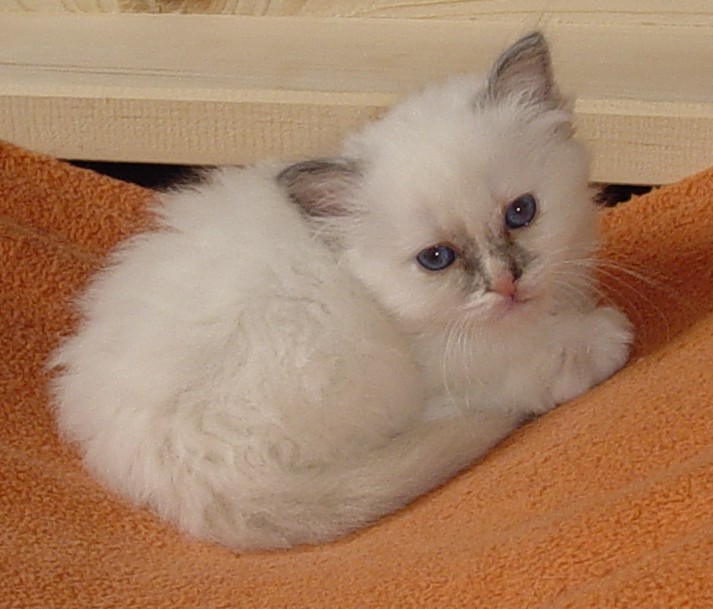 Deleila – Birma (Heilige Birma) Kitten – Foto 2