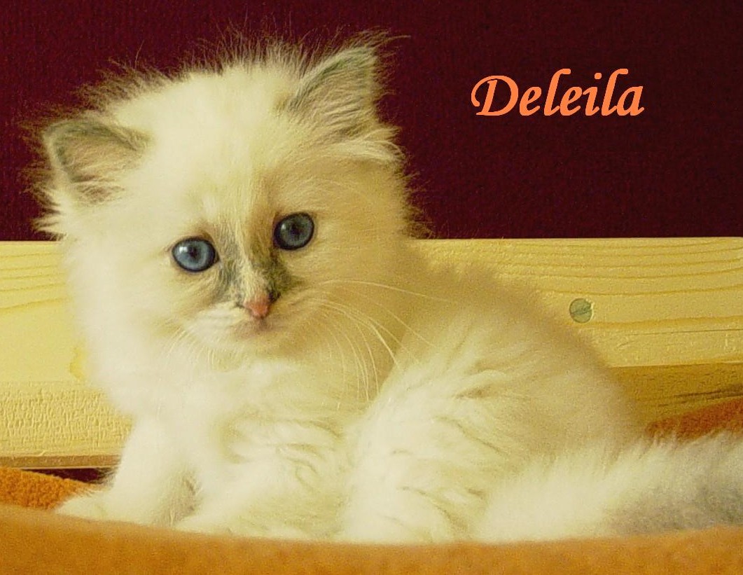 Deleila – Birma (Heilige Birma) Kitten
