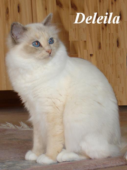 Arakan Yoma´s Deleila – Sacré de Birmanie, Blue Tortie Point – Photo 2