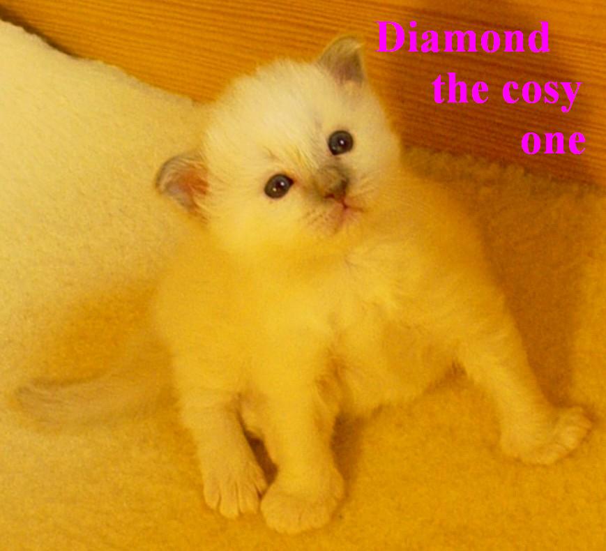 Diamond – Birman (Sacred Cat of Burma) kitten – Photo 3