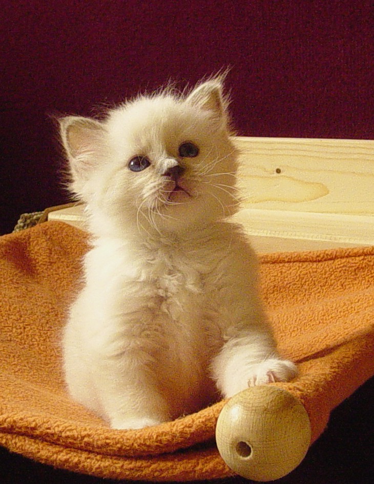Diamond – Birman (Sacred Cat of Burma) kitten – Photo 2