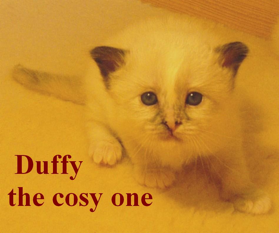 Duffy – Birman (Sacred Cat of Burma) kitten – photo 3