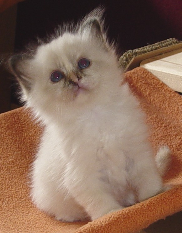Duffy – Birman (Sacred Cat of Burma) kitten – photo 2