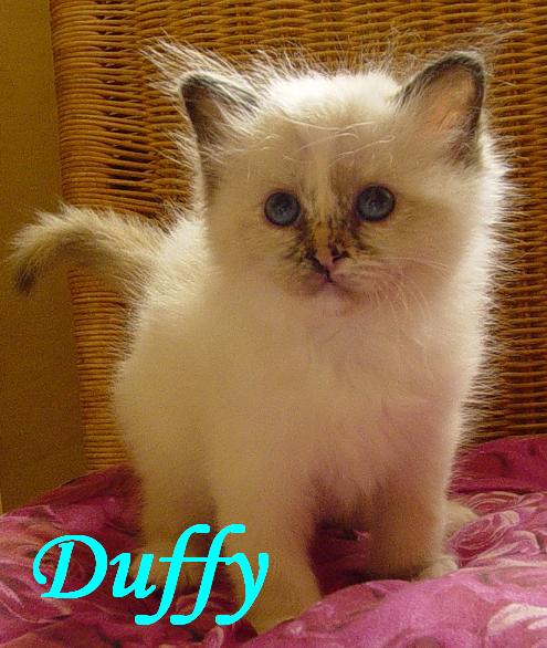 Duffy