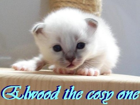 Elwood – Birma (Heilige Birma) Kitten – Foto 7