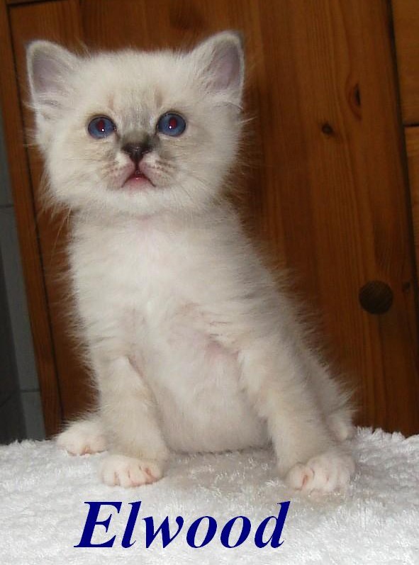 Elwood – Birma (Heilige Birma) Kitten – Foto 6