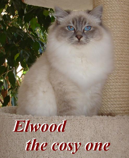 Elwood – Birma (Heilige Birma) Kitten – Foto 4